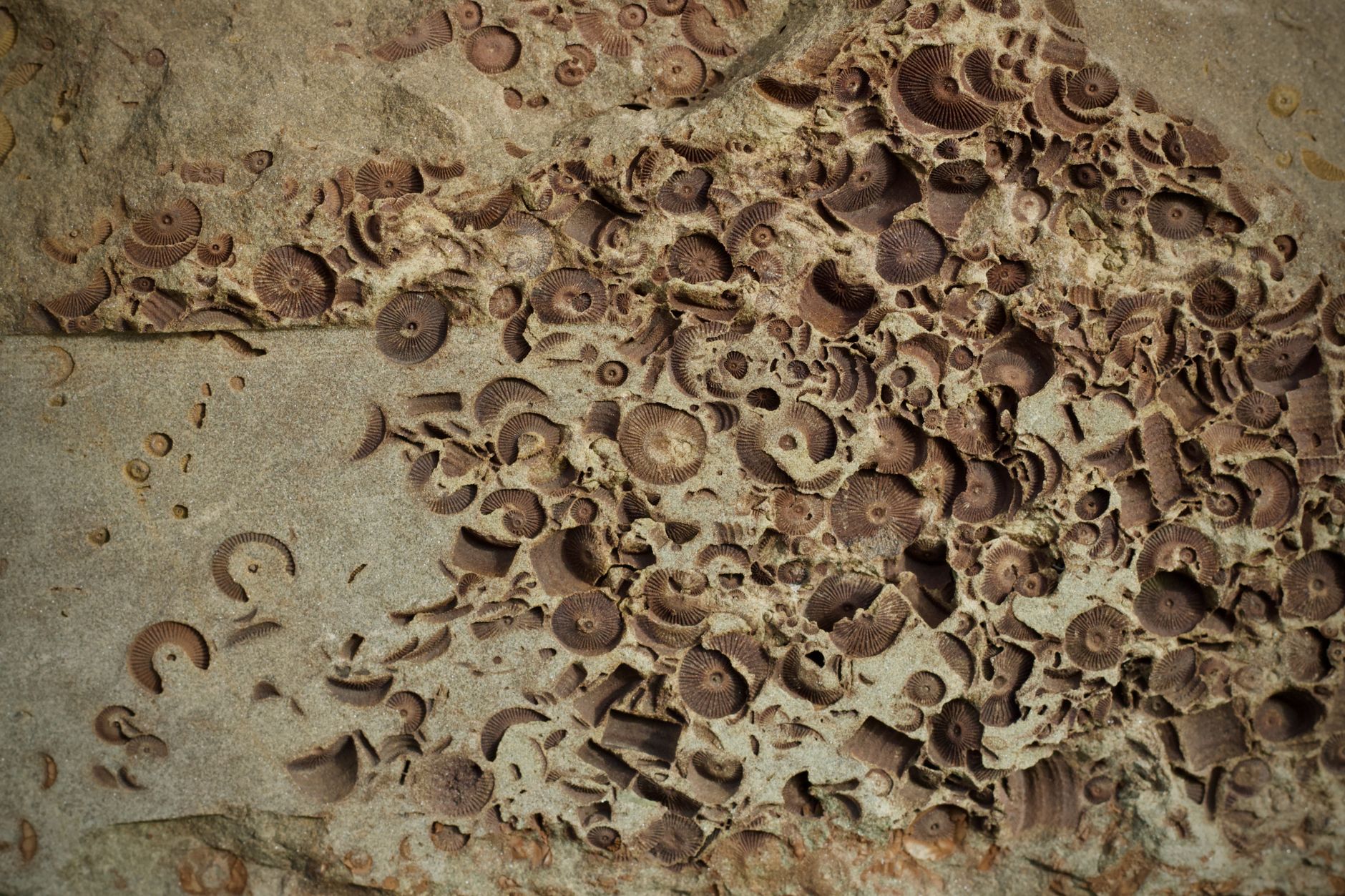 Detailed view of fossilized marine life embedded in rock, showcasing ancient history.