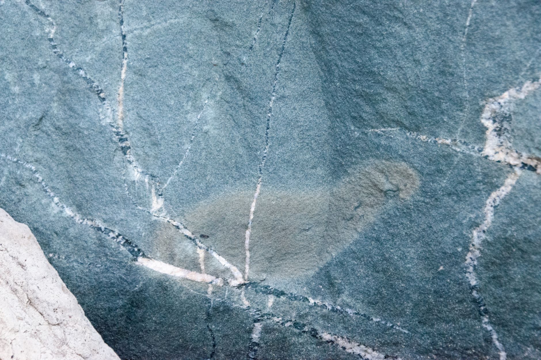 A fossil fish impression pressed into a split slab of limestone